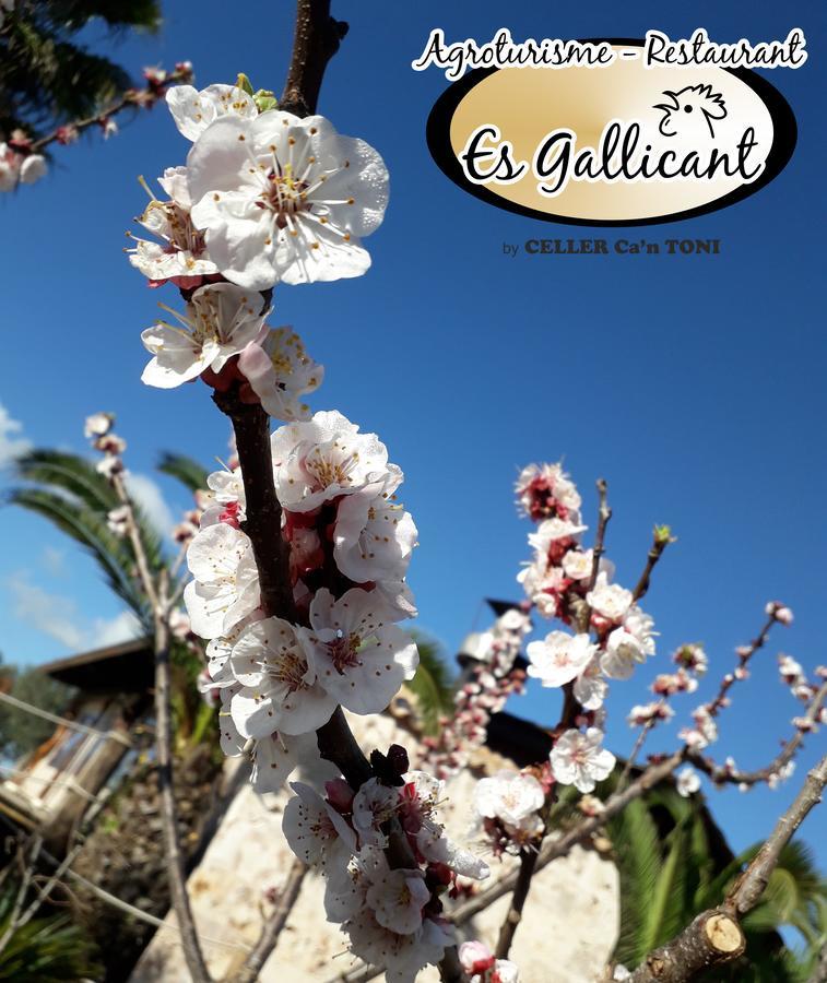 Agroturismo Es Gallicant Campos  Exterior foto